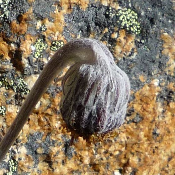 Senecio candollei flower