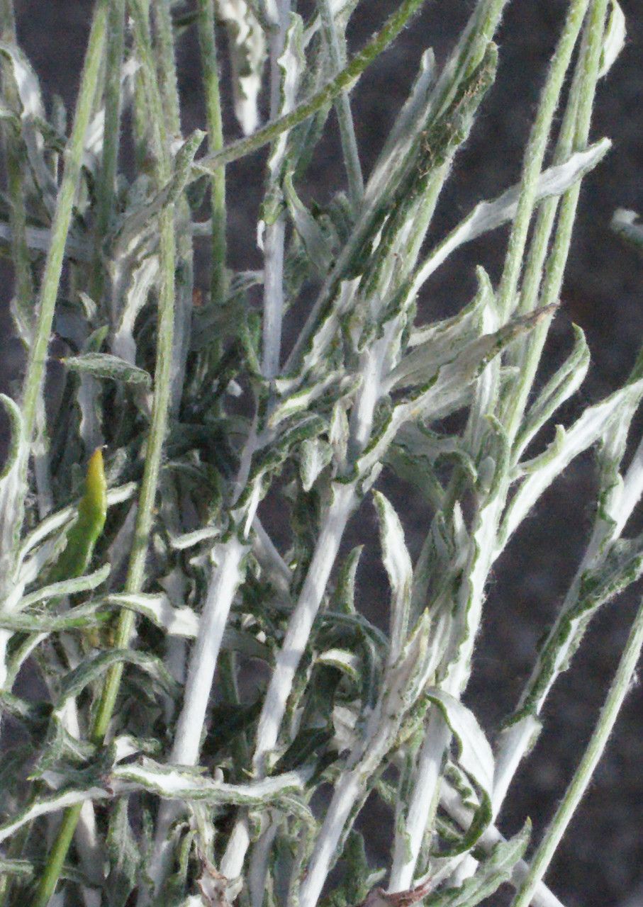 Phagnalon graecum leaf