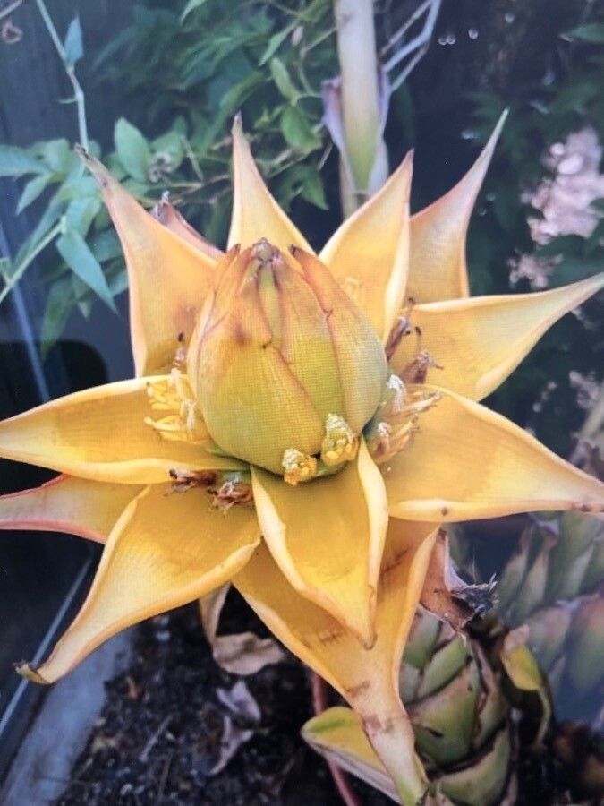 Ensete lasiocarpum fruit
