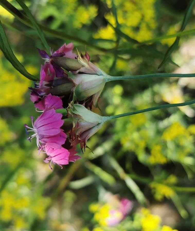 Dianthus andrzejowskianus flower