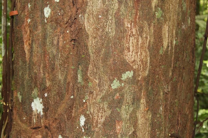 Eschweilera apiculata bark