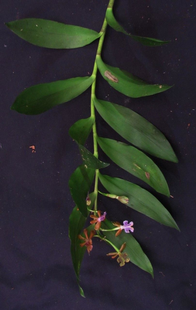 Epidendrum pinniferum other