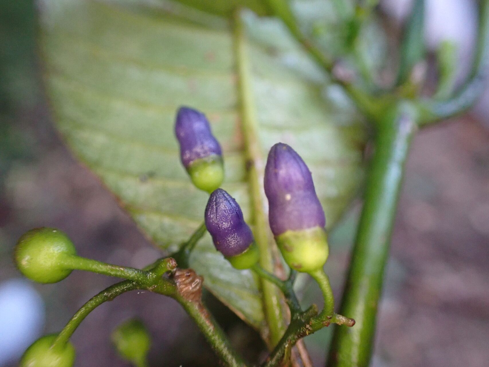 Pauridiantha insularis flower