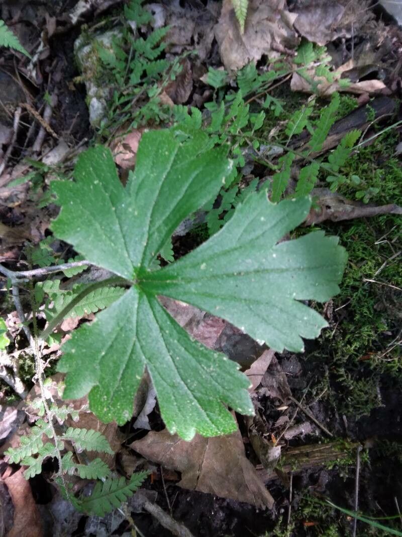 Ranunculus recurvatus — search result for 'Ranunculus'