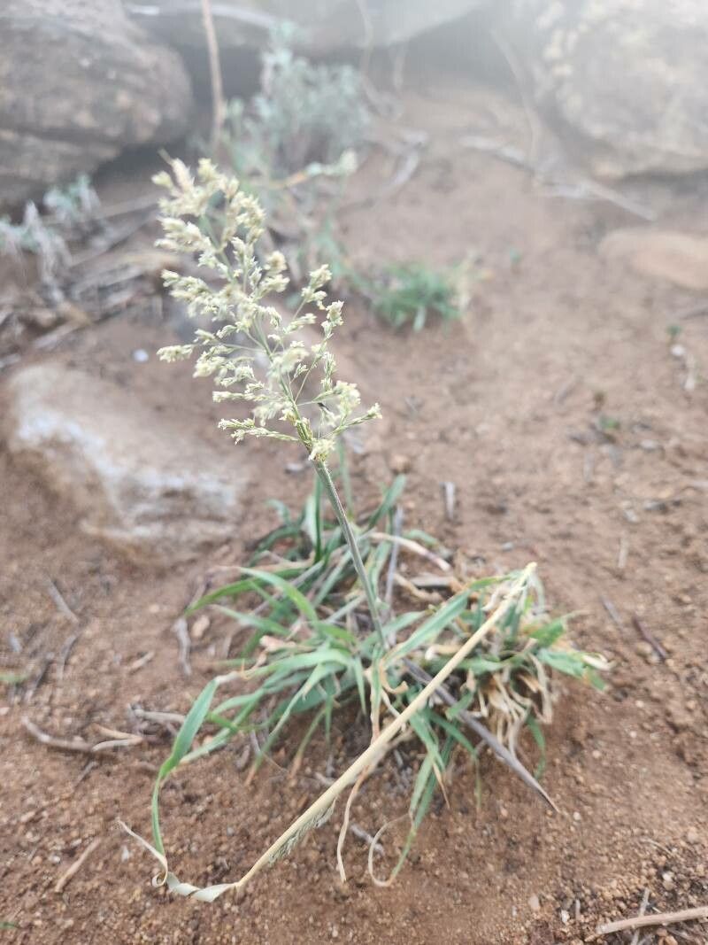 Sporobolus pyramidalis — search result for 'Yemen'