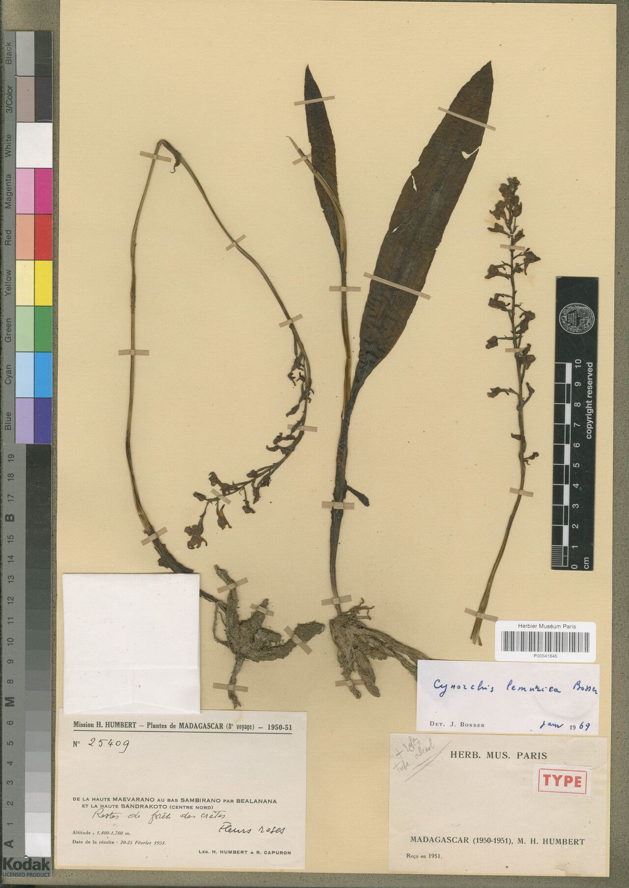 Cynorkis lemurica — houseplant care guide