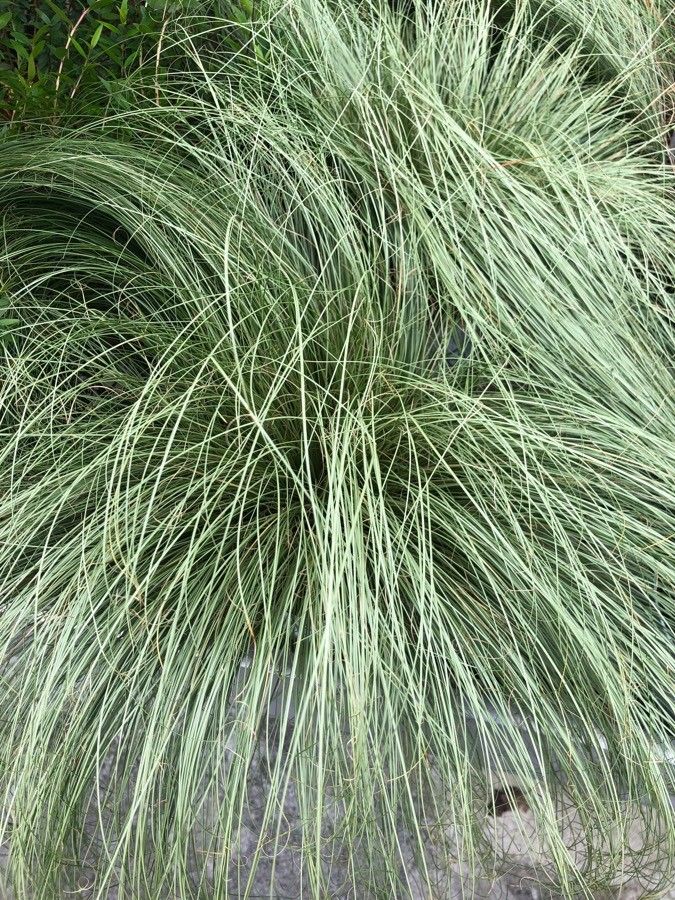 Carex comans — search result for 'Cyperaceae'