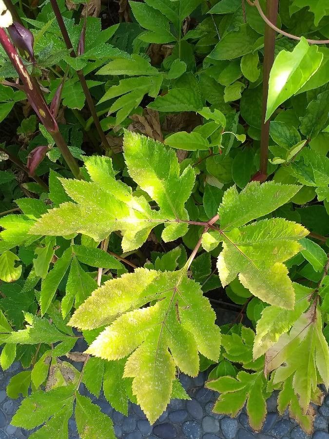 Schisandra chinensis — search result for 'Magnolia'