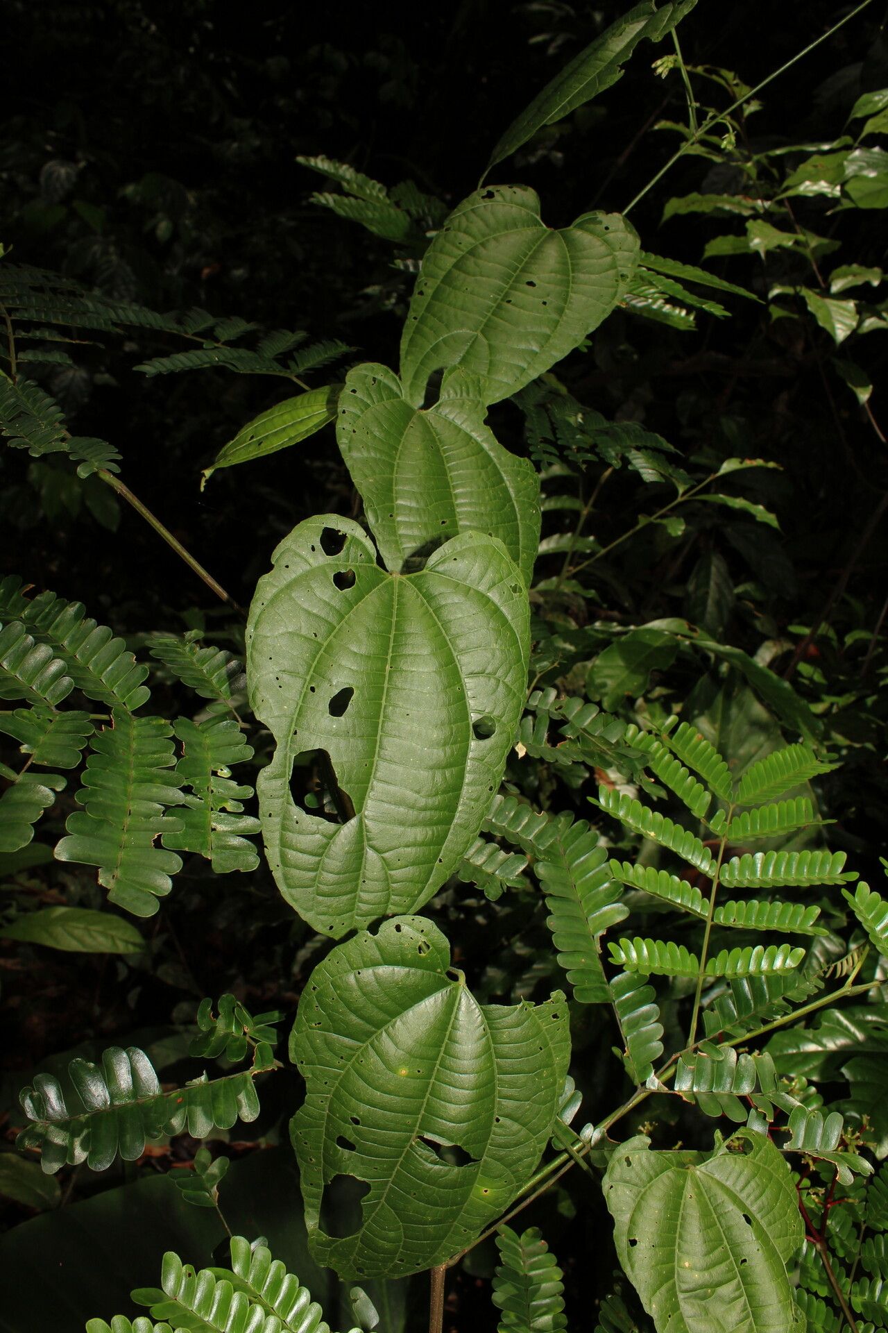 Dalechampia heterobractea — houseplant care guide