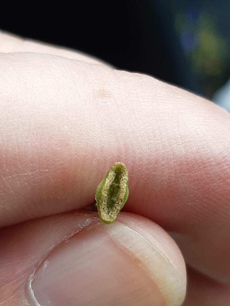 Glaucium corniculatum flower