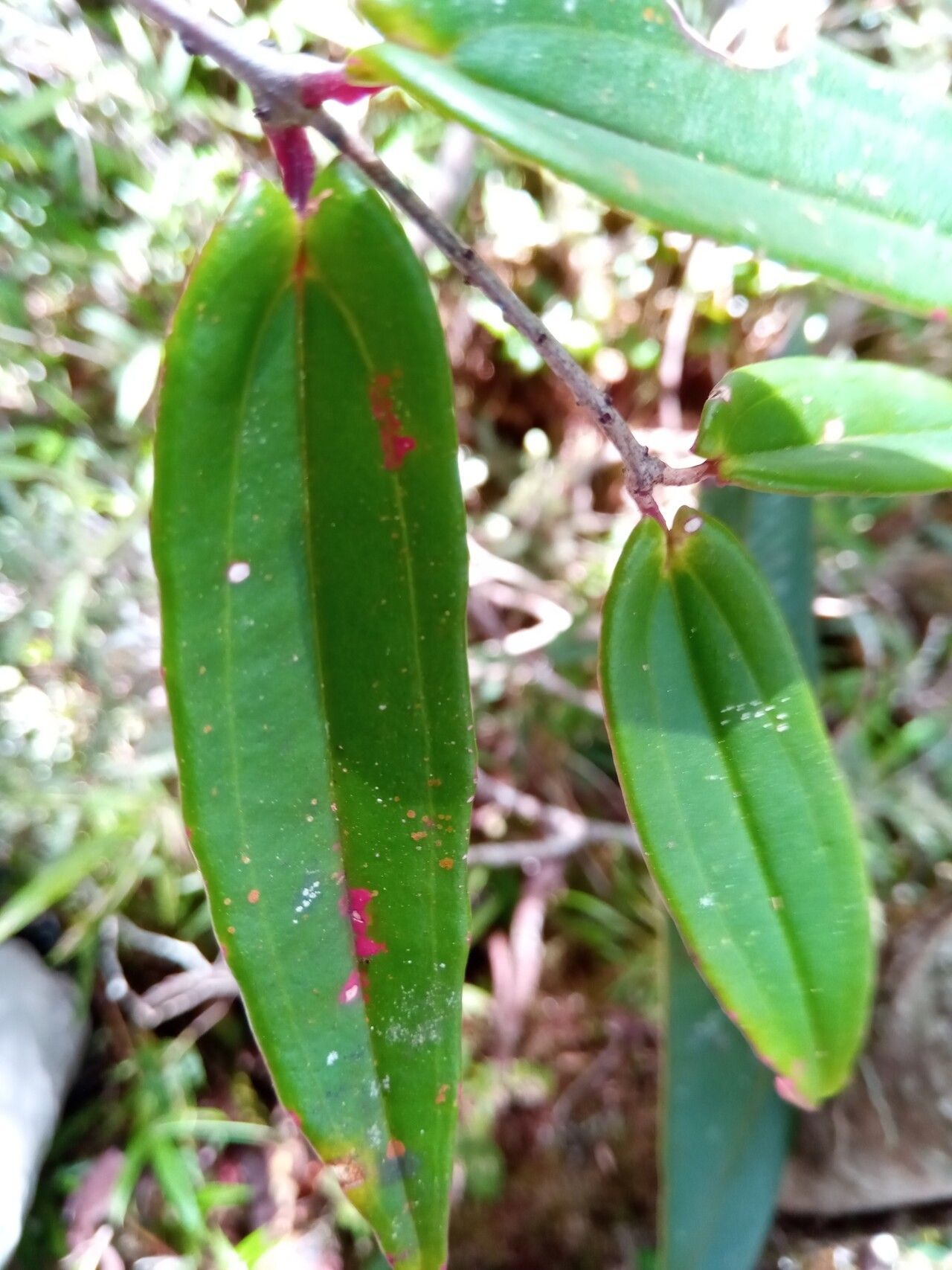 Medinilla micranthera — search result for 'Medinilla'
