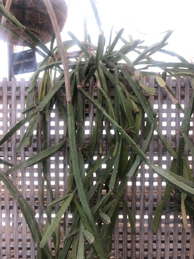 Selenicereus spinulosus — search result for 'Cereus'