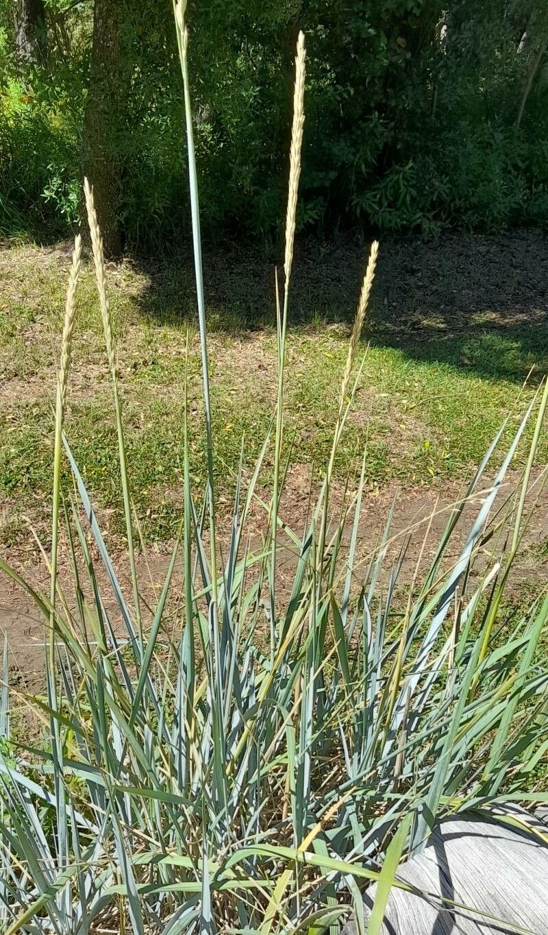Elymus magellanicus habit