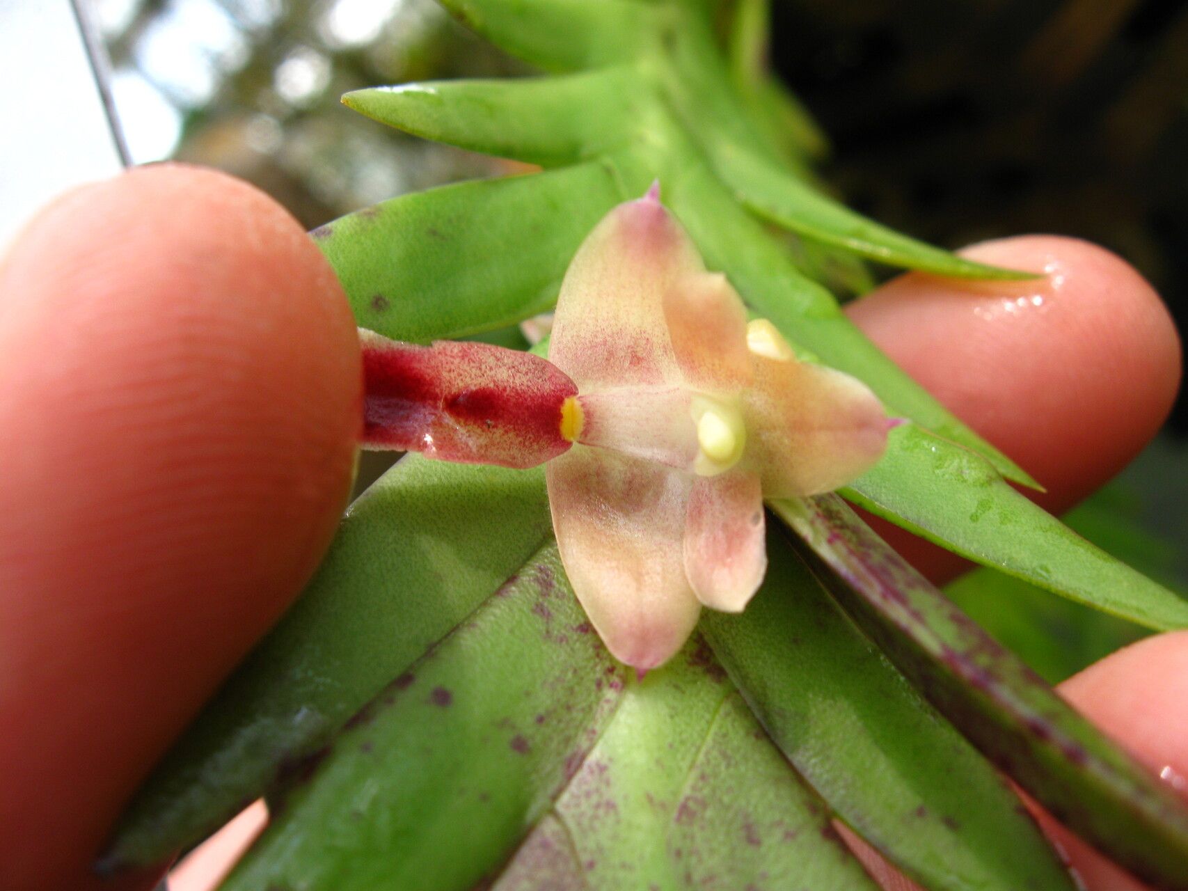 Polystachya mystacioides flower