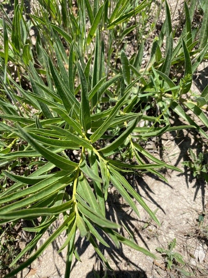 Asclepias asperula — search result for 'Asclepias'