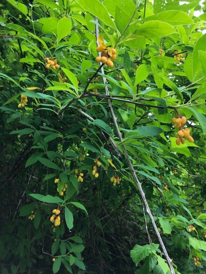 Oemleria cerasiformis fruit
