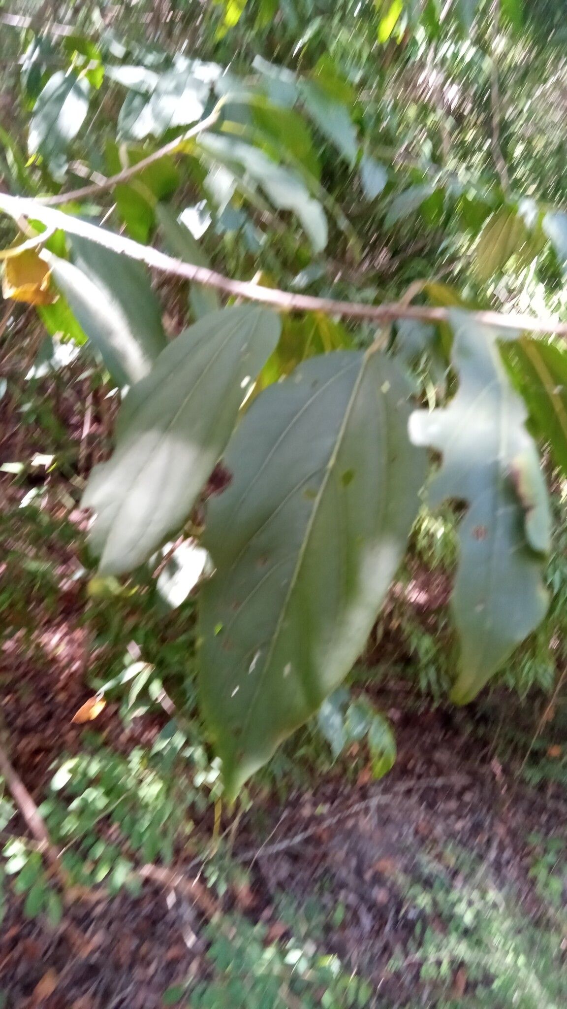 Colubrina decipiens — related species from the same genus