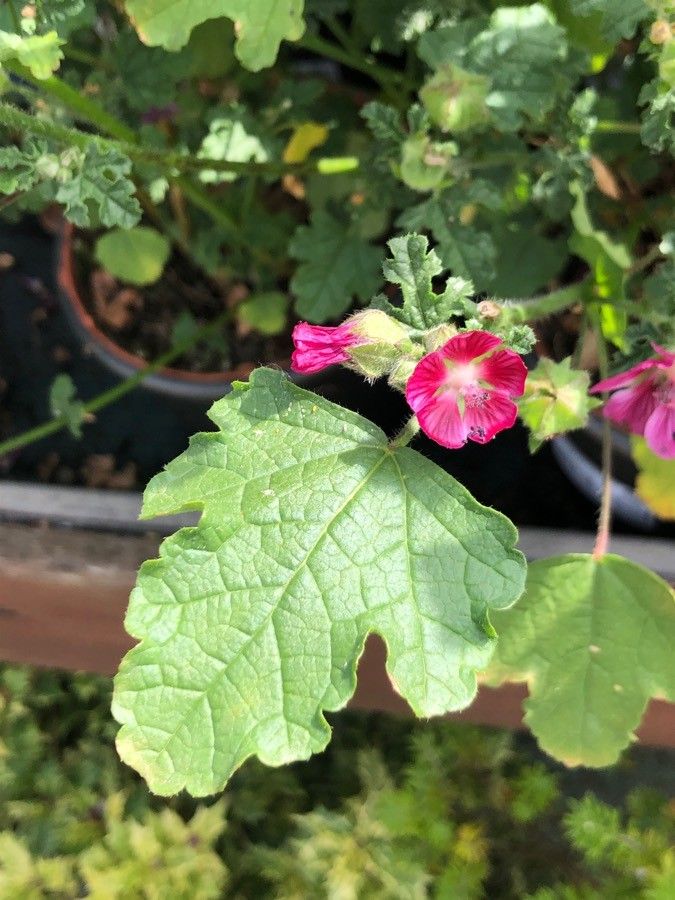 Anisodontea capensis — search result for 'Hibiscus'