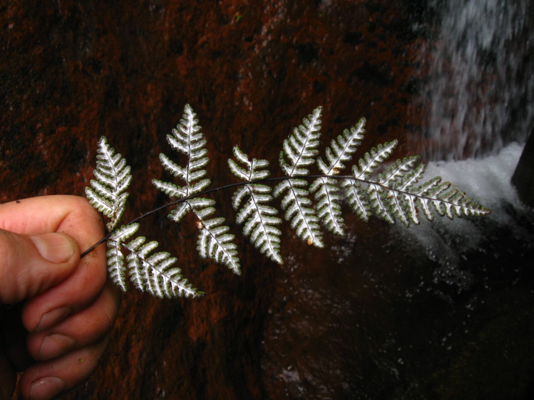 Hemionitis farinosa fruit