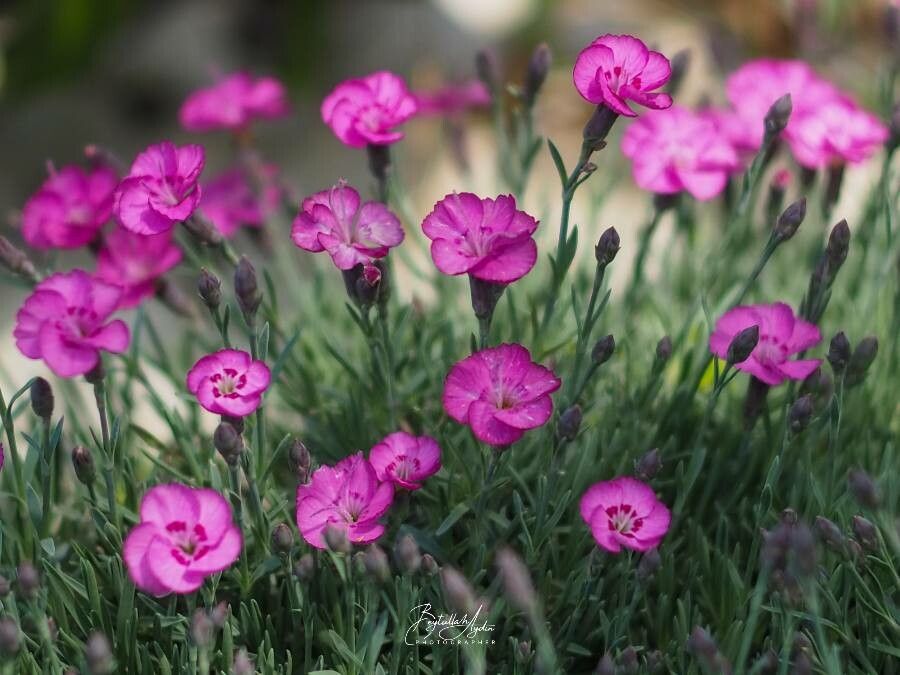Dianthus gratianopolitanus flower