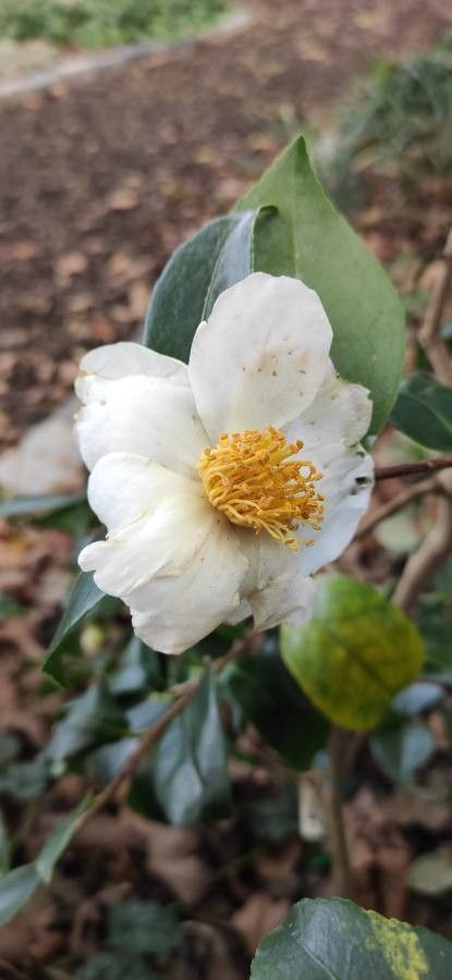 Camellia yunnanensis flower