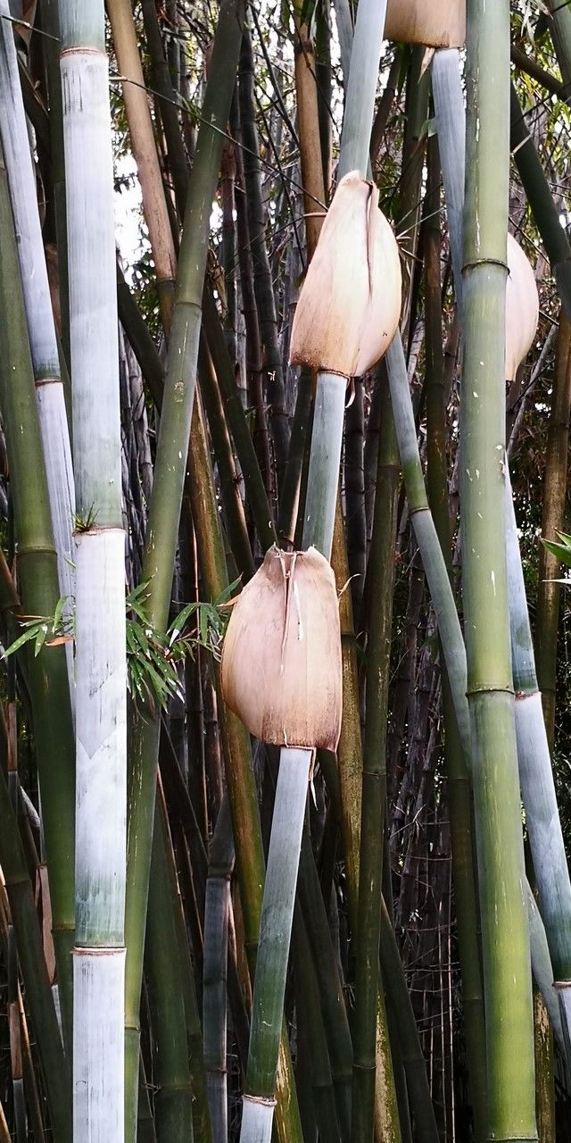 Bambusa chungii bark