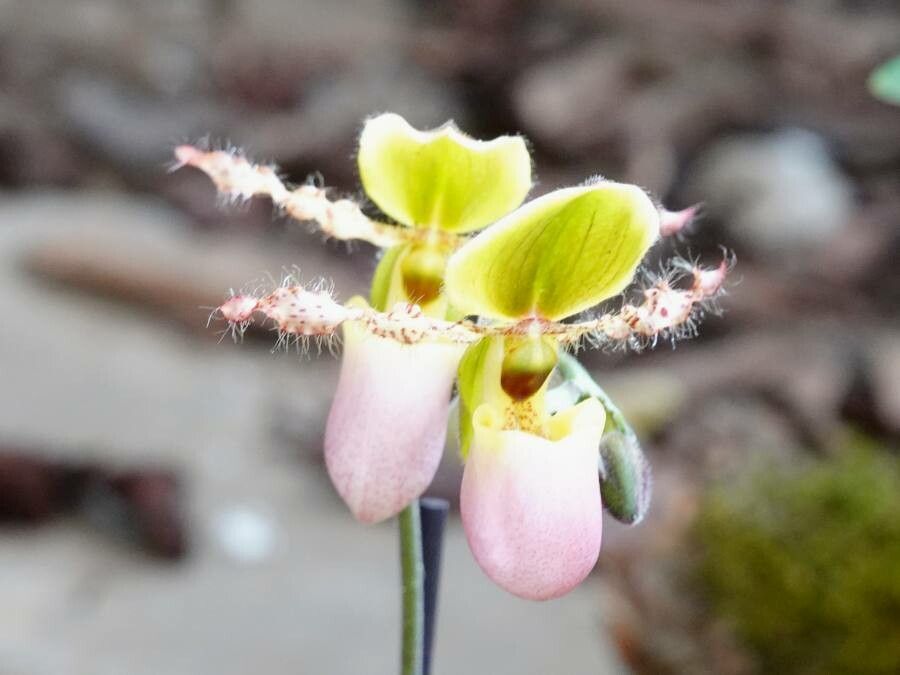 Paphiopedilum victoria-regina flower