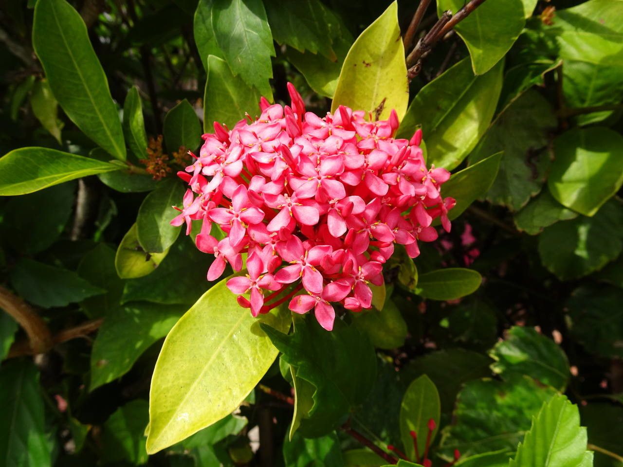 Ixora spp. fruit