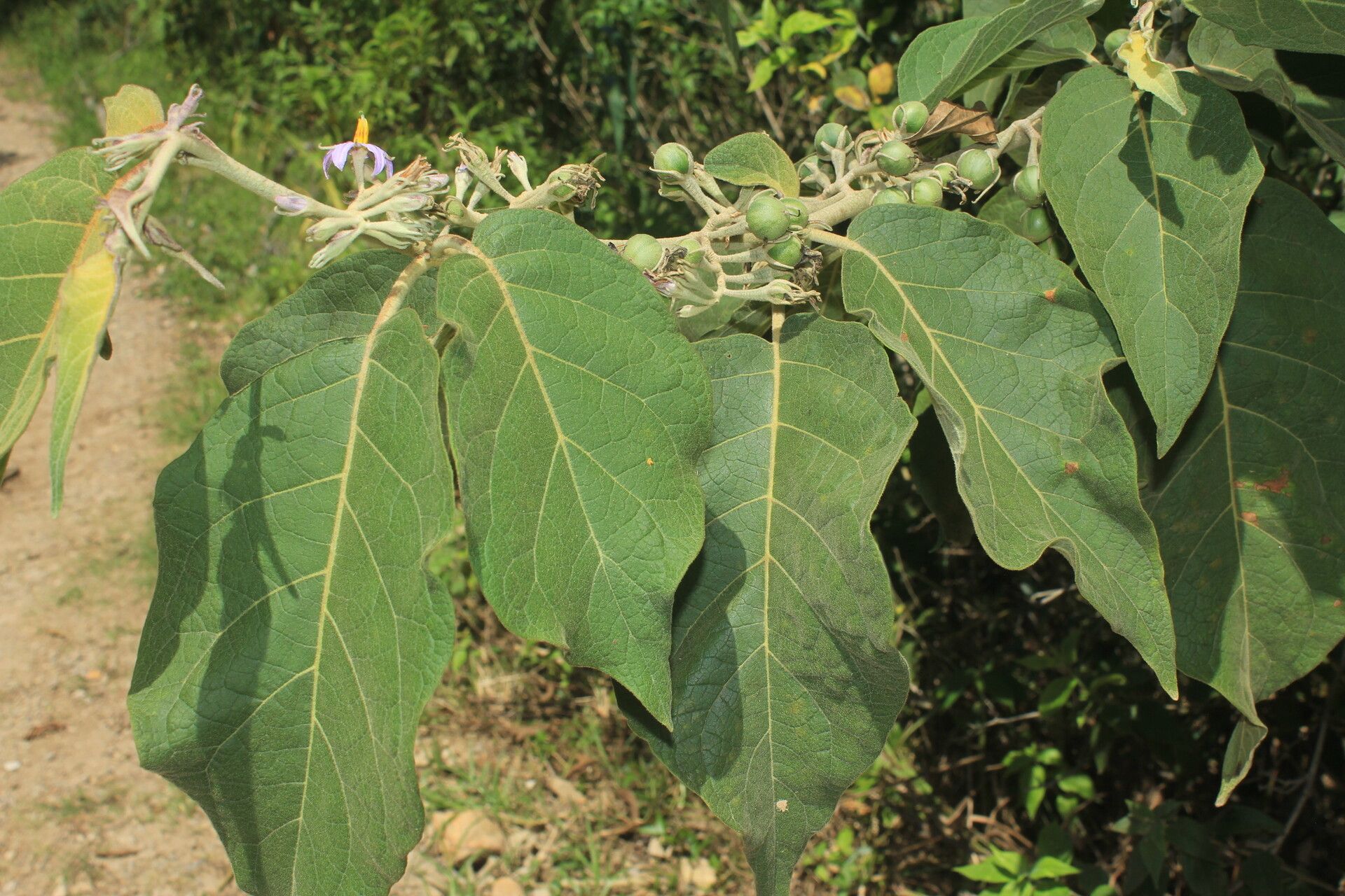 Solanum dolichosepalum leaf