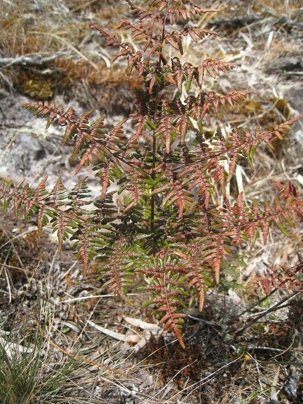 Hemionitis quadripinnata habit