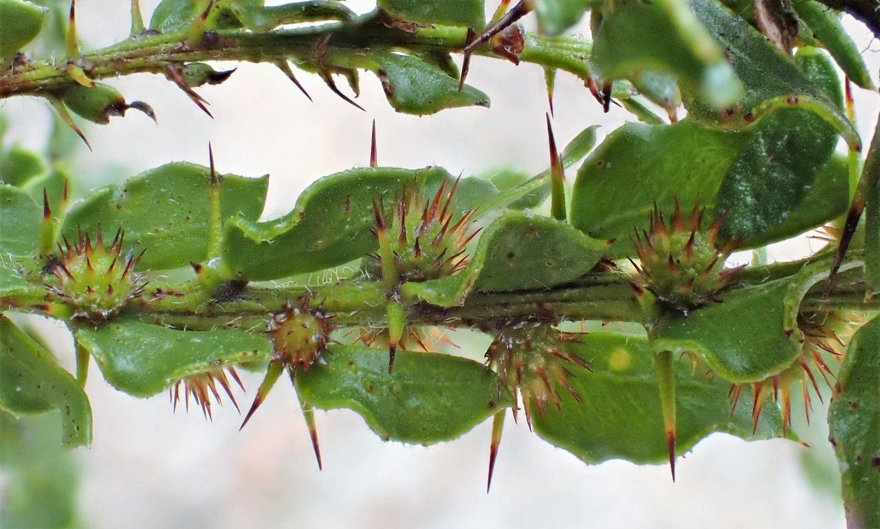 Acacia paradoxa leaf