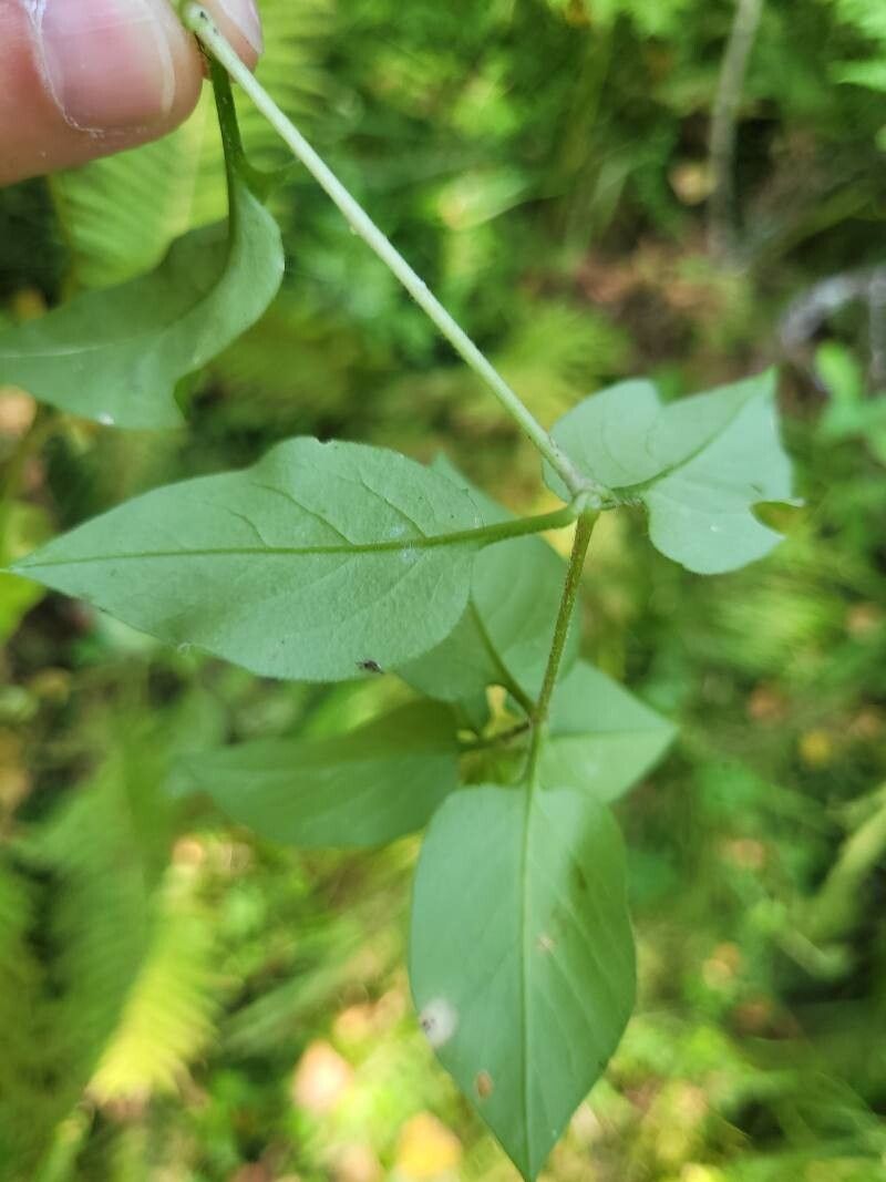 Stellaria bungeana leaf