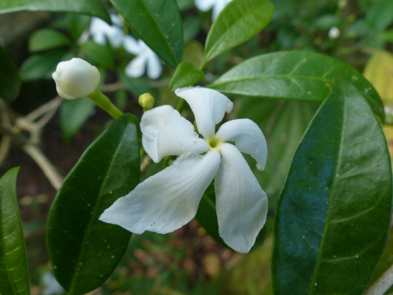Ervatamia coronaria flower