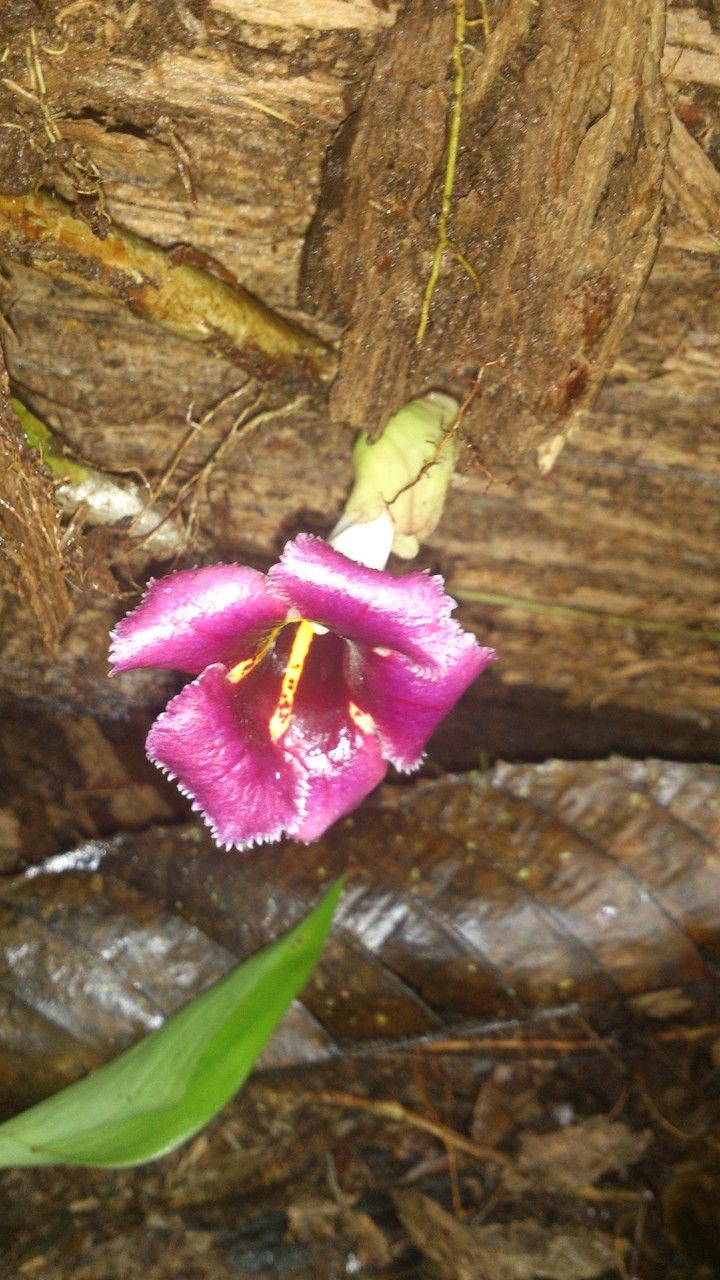 Drymonia glandulosa flower