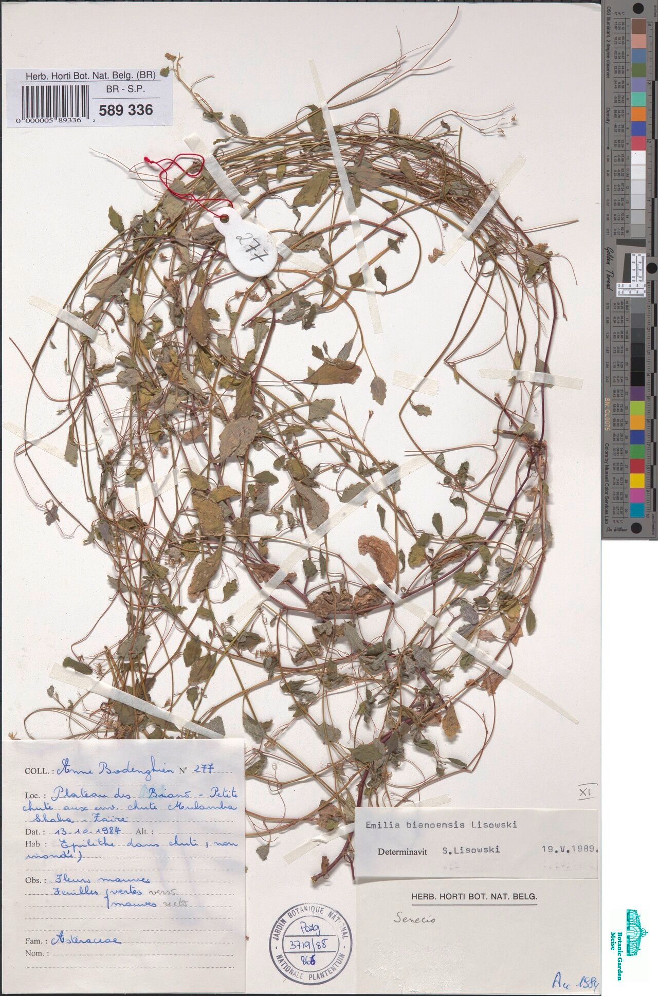 Emilia bianoensis — search result for 'Emilia'