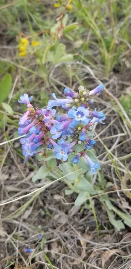Penstemon nitidus flower