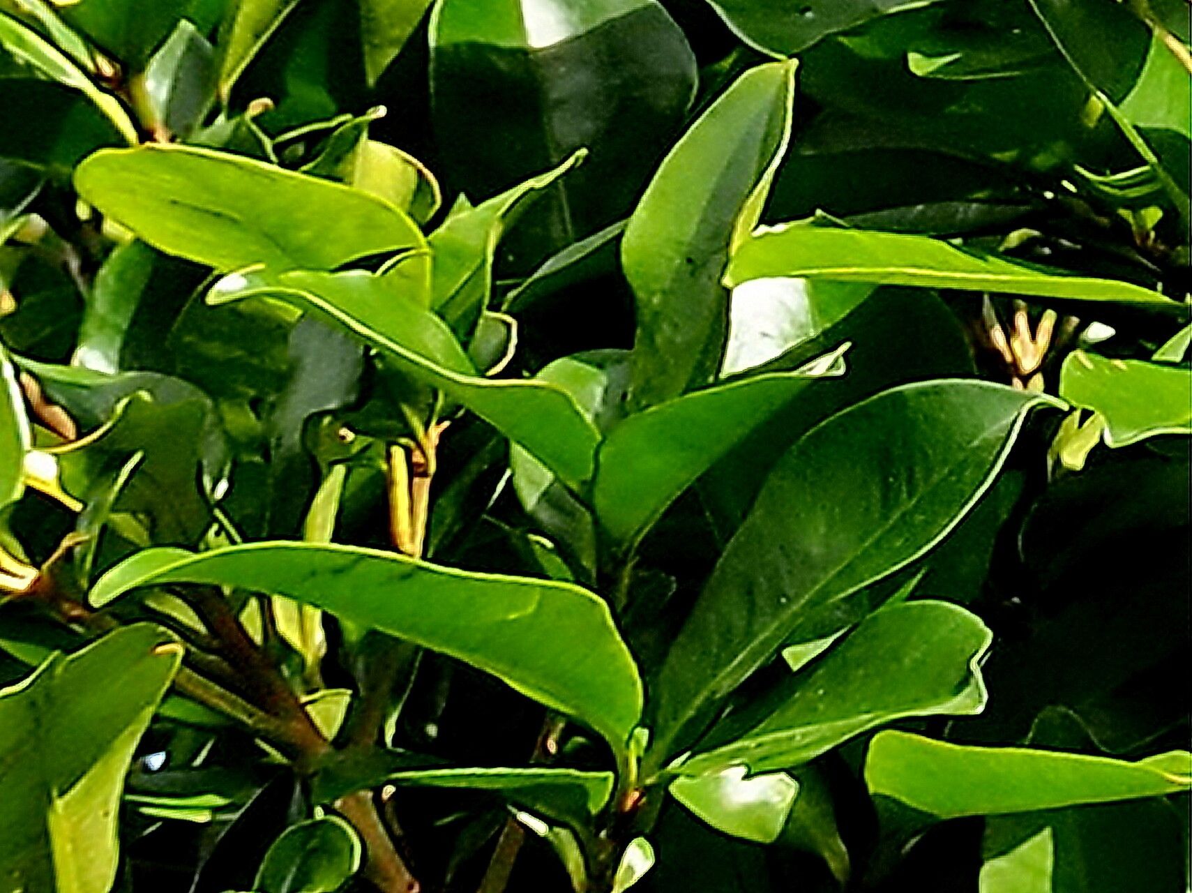 Ardisia sieboldii — search result for 'Ardisia'