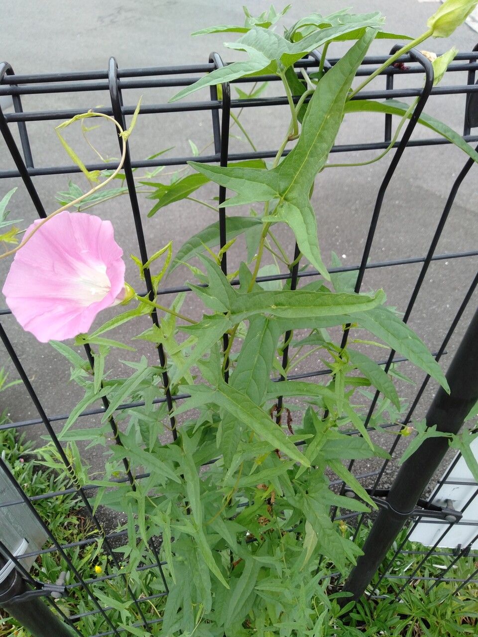 Calystegia hederacea flower