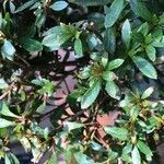 Rhododendron indicum