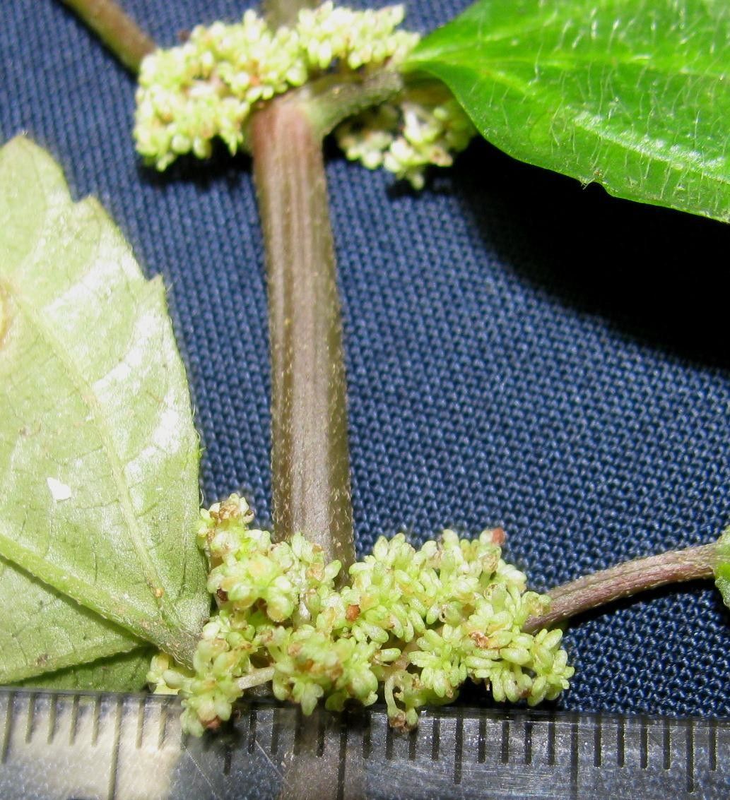 Pilea pittieri fruit