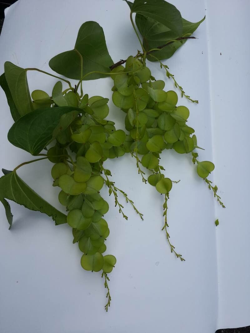 Dioscorea hirtiflora — search result for 'Dioscorea'