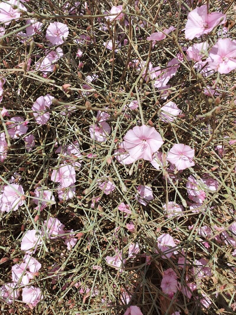 Convolvulus dorycnium flower