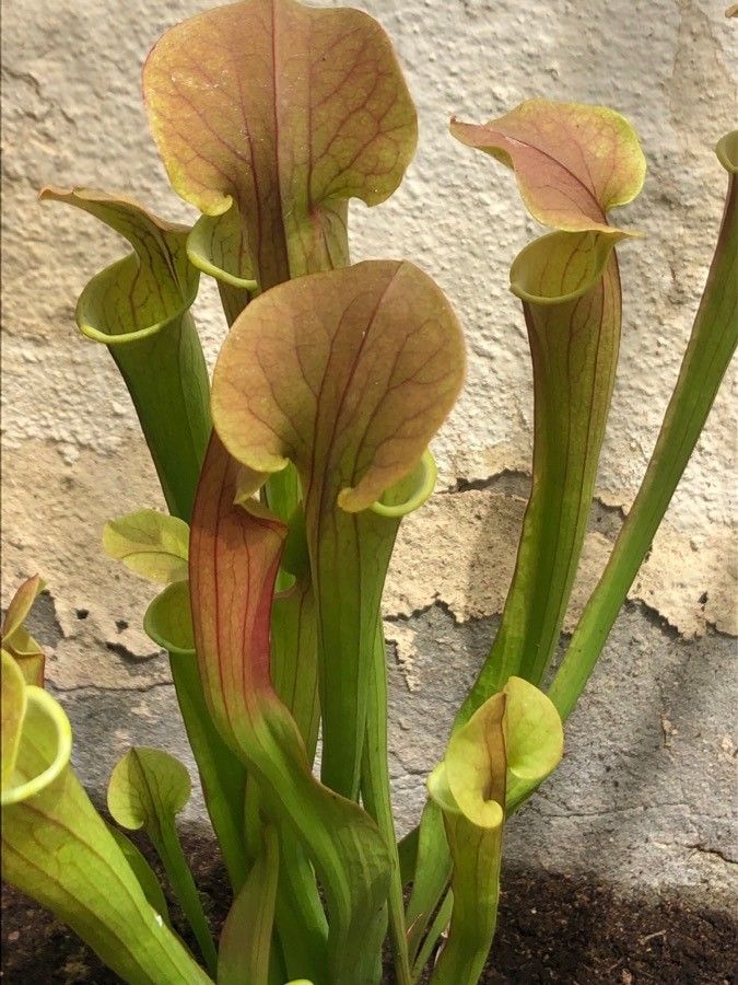 Sarracenia rubra — houseplant care guide