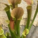 Sarracenia rubra