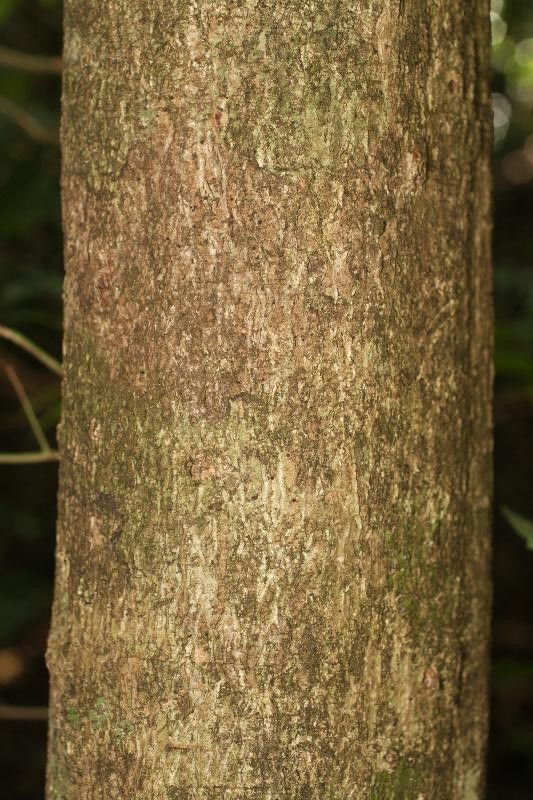 Ouratea decagyna bark