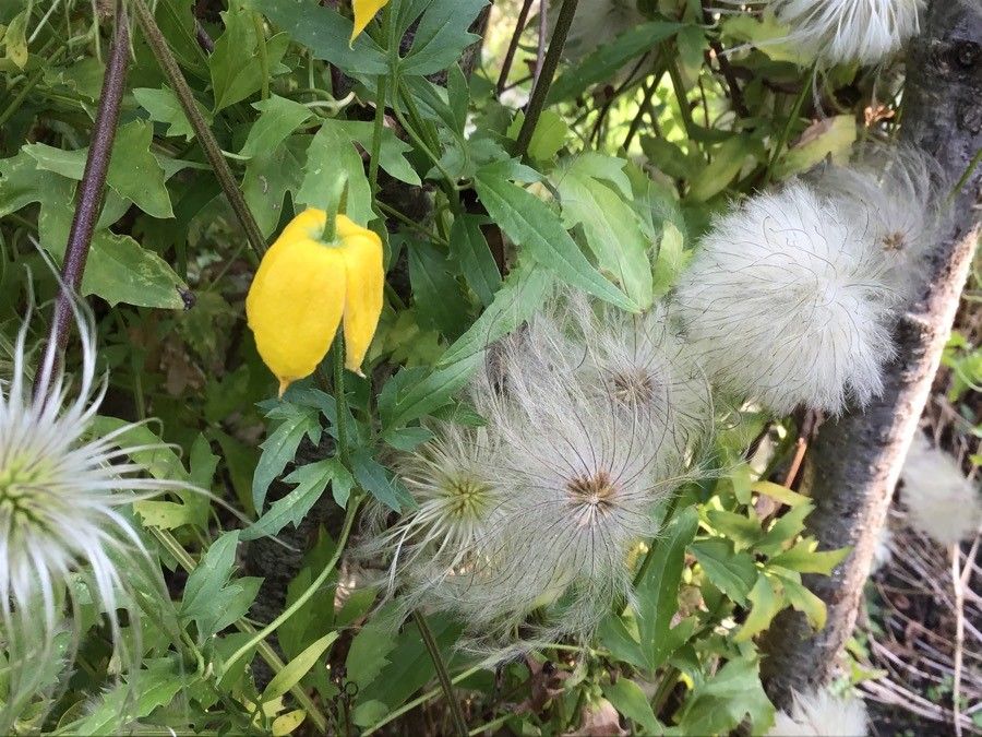 Clematis tangutica leaf