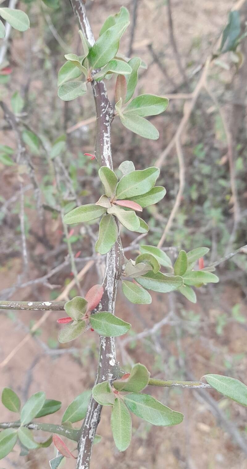 Castela coccinea leaf