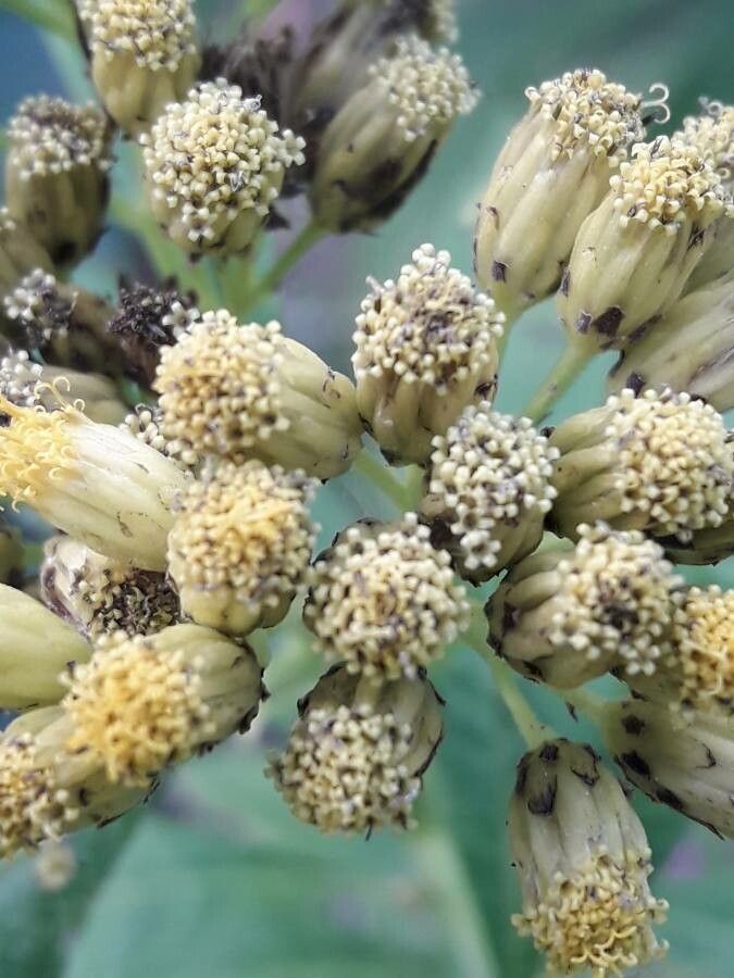 Neurolaena lobata flower
