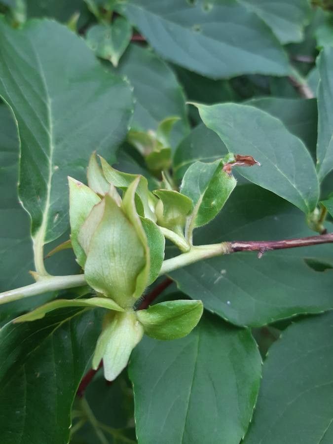 Stewartia sinensis flower