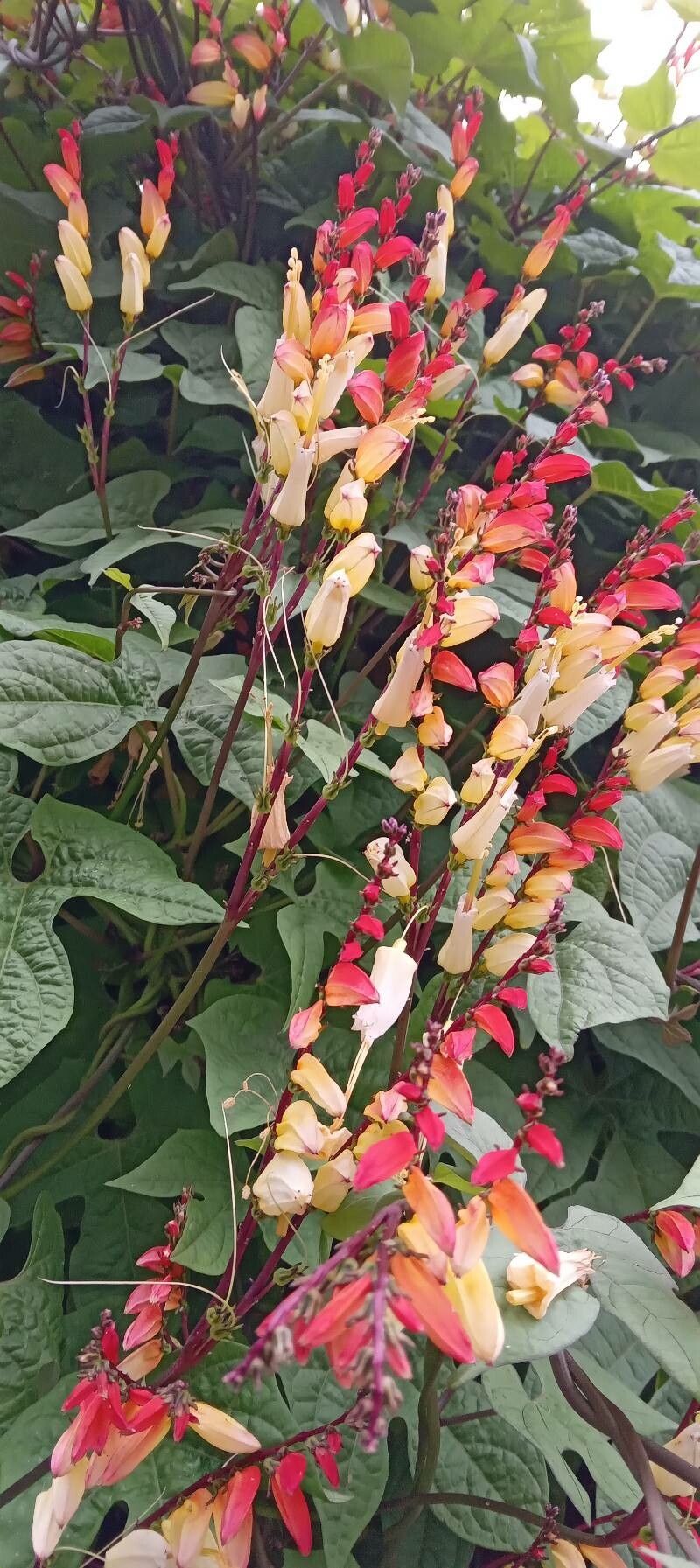 Mina lobata flower